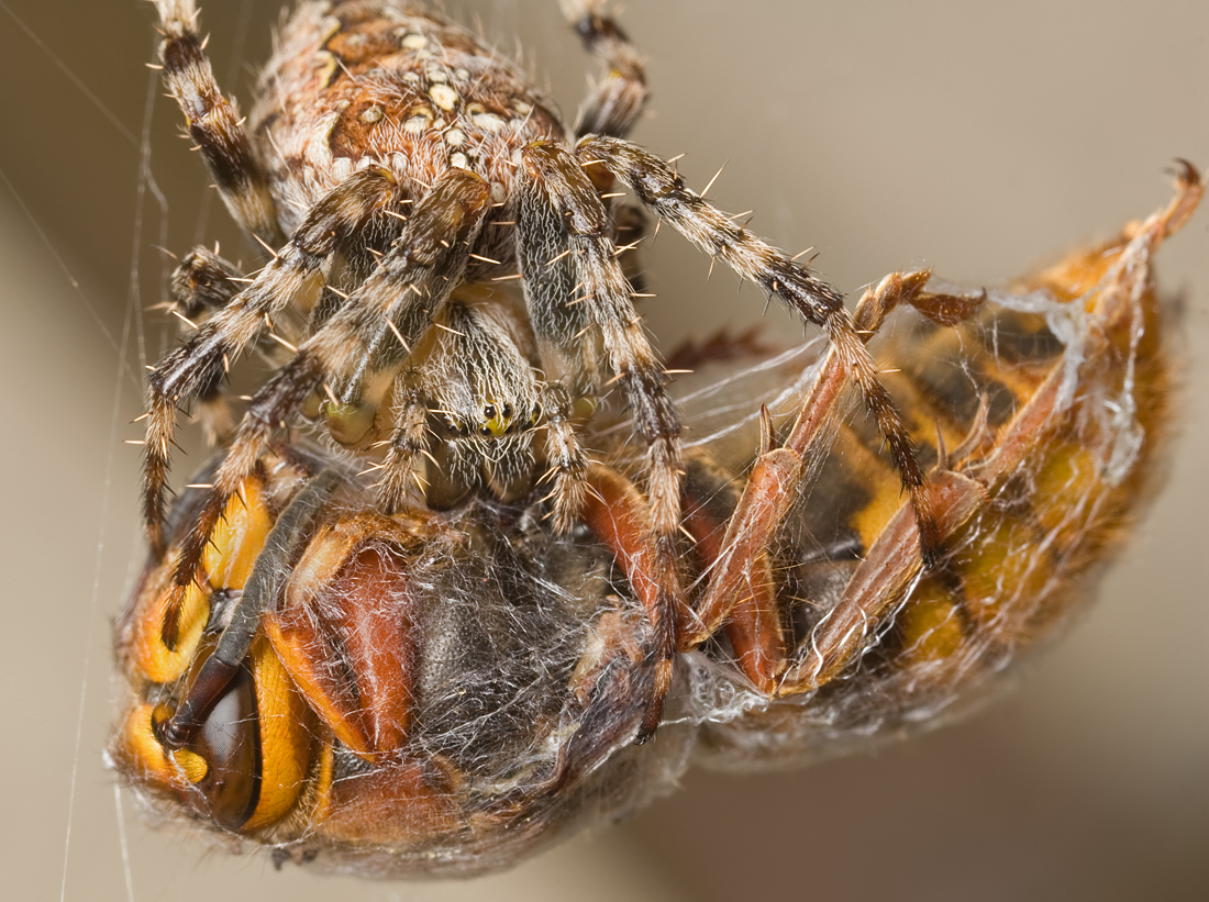 Spider with Median Wasp 1